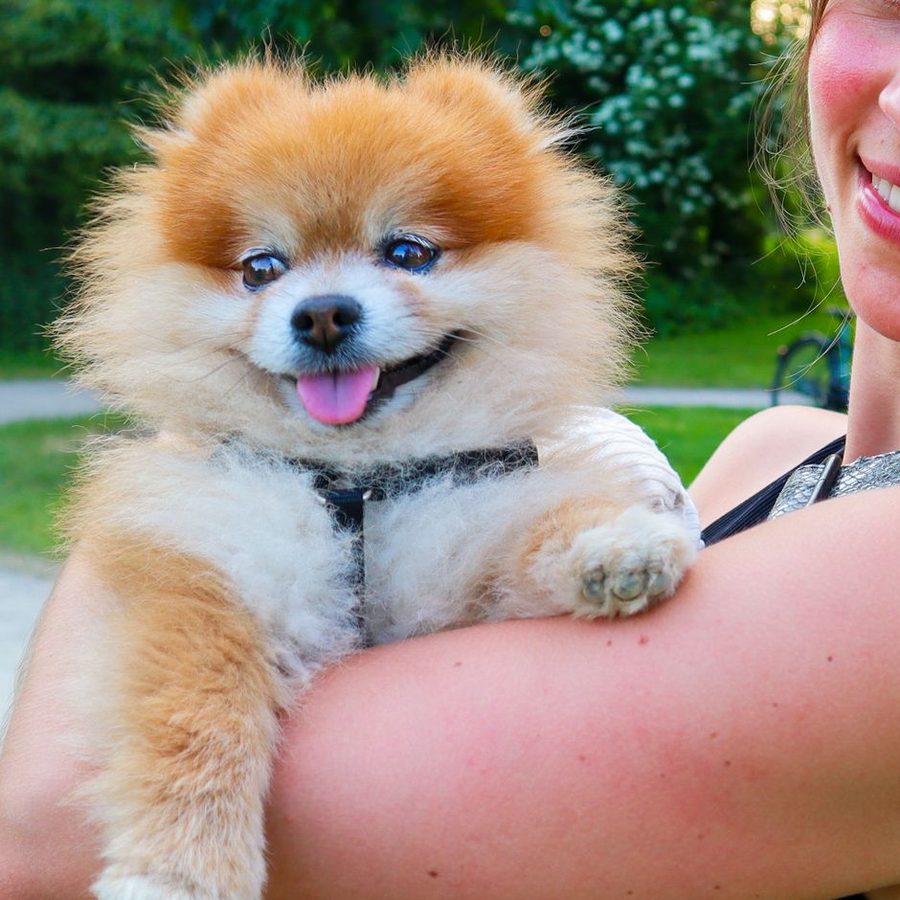A smiling Pomeranian